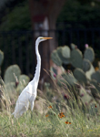 Great Egret 5097